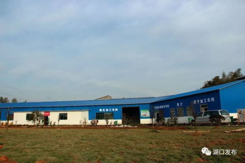 湖口这个乡镇变化太大了,美到你不认识 是你家乡吗